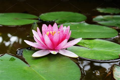 lily pad flower high quality nature stock  creative market