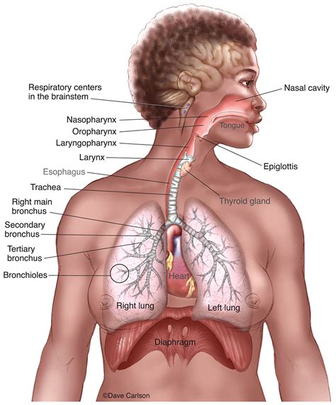 respiratory system carlson stock art