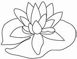 Lily Pad Drawing Flower Coloring Template Outline Pages Clipart Frog Drawings Calla Line Easy Clip Flowers Simple Lilly Stargazer Designs sketch template