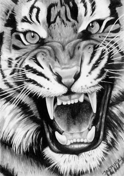 roaring tiger graphite drawing  jasminasusak  deviantart white