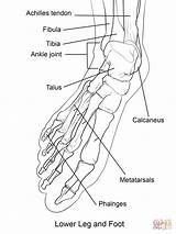 Huesos Humano sketch template