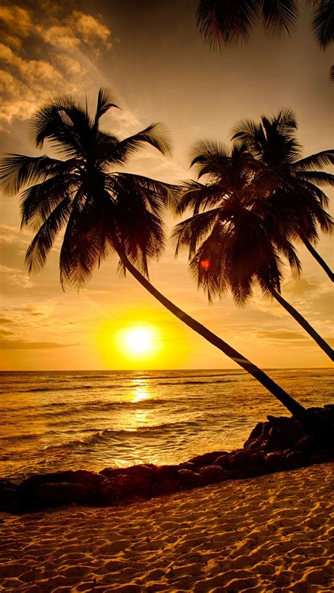 palm tree sunset beach sunset sunrise sunset palm trees amazing