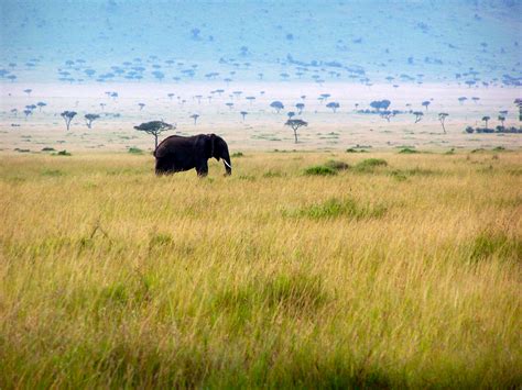 grande savana africana um pouquinho de cada lugar