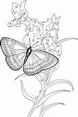 Plant Coloring Butterfly Animal Cell Stands Para Pages Mariposas Borboletas Dibujos Flores Colorear Imprimir Pintura Riscos Printable Mariposa Drawing 2010 sketch template