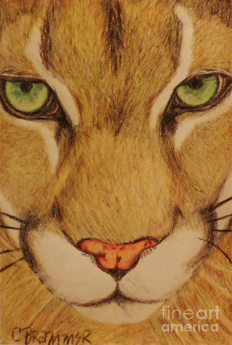 cougar drawing by christy saunders church