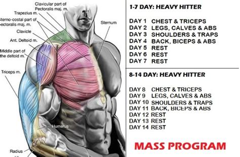 muscle mass  strength increase  simple tips  great results project