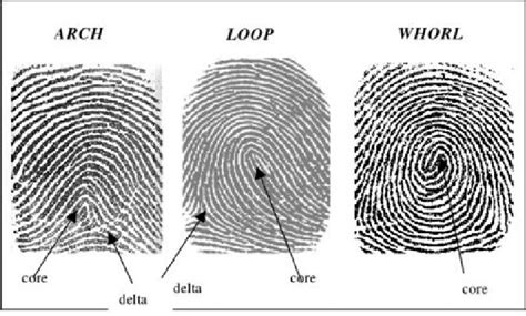 types   fingerprint  scientific diagram