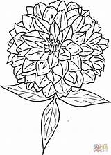 Zinnia Coloring Pages Flower Clipart Drawing Printable Color Supercoloring Zinnias Version Click Flowers Getcolorings Designlooter Getdrawings Clipground Categories Type sketch template