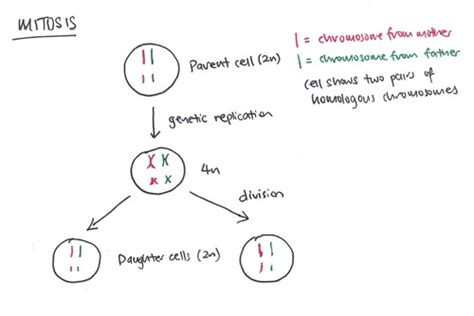 B3 Cell Division And Sex Determination Flashcards Quizlet