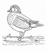 Coloring Pages Ducks Duck Animated Fun Kids Coloringpages1001 Gif sketch template