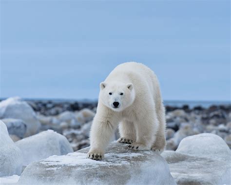 polar bear watching journey    entree destinations