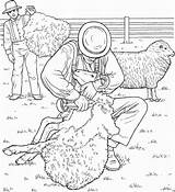 Coloring Pages Sheep Farm Adults Animal sketch template