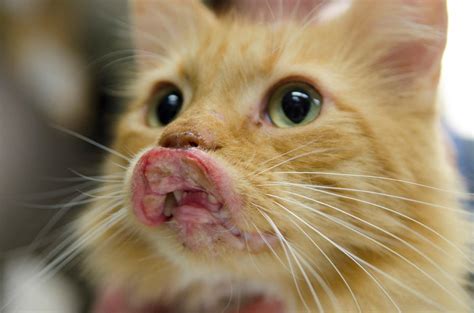 Cat Swollen Lip Bee Sting Cat Meme Stock Pictures And Photos