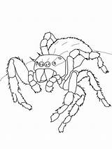 Arthropods Colorluna Spiders sketch template