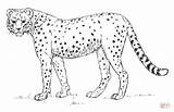 Cheetah Coloring Pages Drawing Kids Realistic African Draw Printable Step Easy Print Animals Tutorials Supercoloring Color Paintingvalley Choose Board Tutorial sketch template