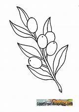 Coloring Olive Branches Template Crown Pages Templates sketch template