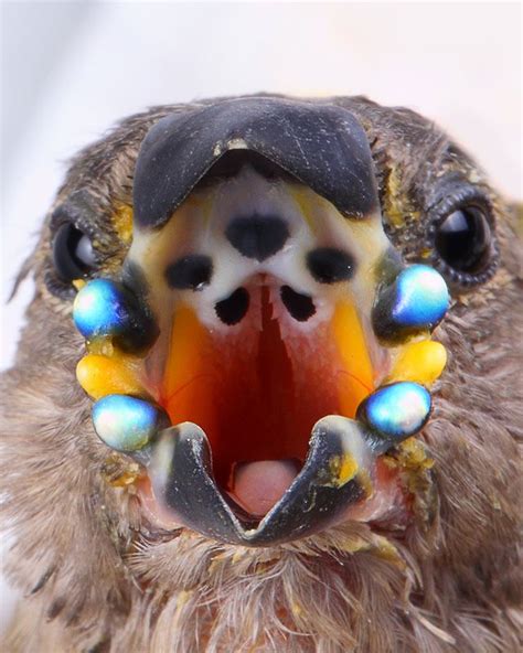 gouldian finch chicks  equipped  blue phosphorescent beads   mouths making