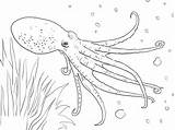 Coloring Pages Octopus Sea Under Animal Swim Swimming Printable Colouring Drawings Letscolorit Color Sketches Book sketch template