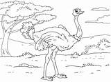 Ostrich Coloringpages4u sketch template