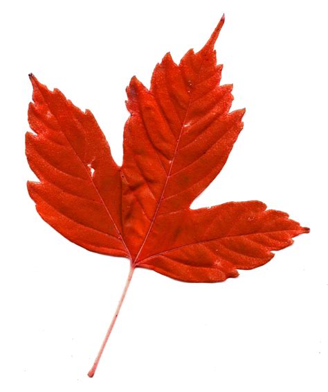 red maple leaf picture  photograph  public domain