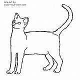 Kitten Mau Coloring Color Egyptian Own Pages Drawings Cat sketch template