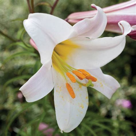 Scented Lily Bulb Flower Collection From Mr Fothergill S Seeds And Plants