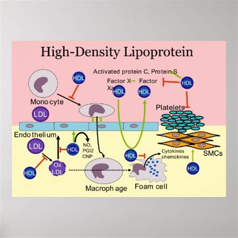 high density lipoprotein hdl diagram poster zazzle
