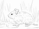 Hamster Coloring Realistic Pages Getcolorings sketch template
