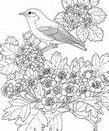 Volwassenen Kleurplaten Lente Bluebird Hawthorn Webanalytics Vogel sketch template