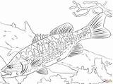 Coloring Bass Fish Pages Guadalupe Fishing Freshwater Largemouth Walleye Striped Drawing Trout Spotted Printable Kids Basses Brook Arapaima Big Smallmouth sketch template