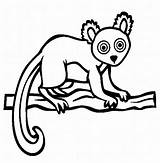 Lemur Rainforest Lemure Dltk Endangered Lemures Tiere Eared Malvorlage Niños Clipartmag Gratismalvorlagen Kategorien sketch template