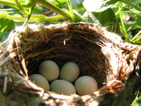 birds nest  odd places audubon north carolina
