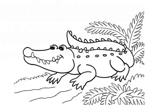 printable alligator coloring pages  kids prtr
