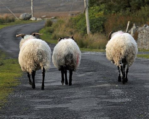 22 best ireland irish sheep images on pinterest sheep ireland and irish