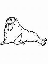 Walrus Coloring Pages Printable Kids Bestcoloringpagesforkids sketch template