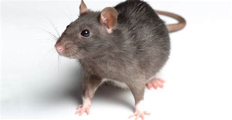 rodent identification  difference  rats  mice