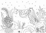 Colouring Cuttlefish sketch template