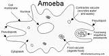Amoeba Protozoa Ameba Paramecium Protista Membrane Nucleus Bw Filum Celled Answers Organisms Amebe Foraminifera Biologi Spm Biologijakp Microorganisms Weebly Tubuh sketch template