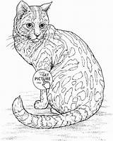 Coloring Cat Pages Realistic Animal Kids Color Wuppsy Printables Pencil sketch template