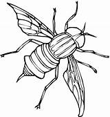 Mosca Fliege Ausmalbild Mouches Colorear Kolorowanka Mucha Insectos Moscas Disegno Insetti Owad Supercoloring Kolorowanki Mosquitos Coloriages Pospolity Disegnare Housefly Stampare sketch template
