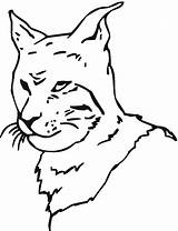 Bobcat sketch template