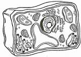 Célula Animal Celulas La Para Celula Cell Vegetal Eucariota Seleccionar Tablero Coloring Dibujo sketch template