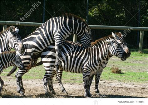 Zebra Having Sex Photo