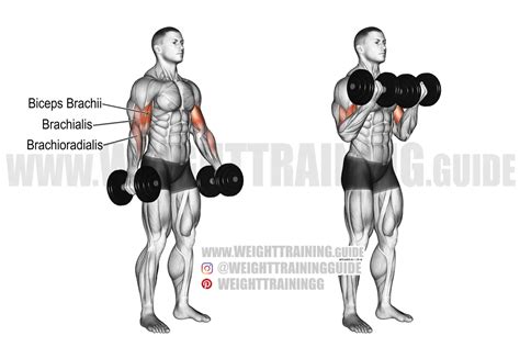 arm dumbbell curl exercise instructions  video