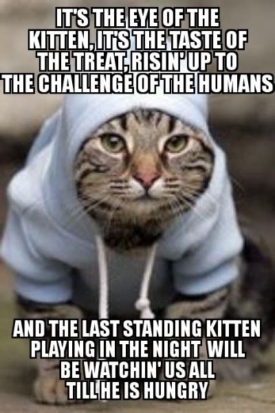 50 Best Cat Memes Internet S Funniest A Movements Sfwfun