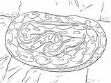 Python Pitone Anaconda Serpent Reticulated Kleurplaat Ausmalbild Kleurplaten Printmania Categorieën sketch template