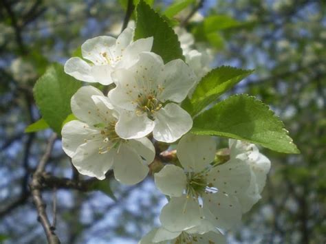 plants   strangest people pretty pictures flowering trees