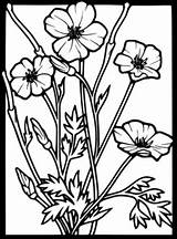 Coloring Poppy Clip Clipart Clker Vector Shared Kelly sketch template
