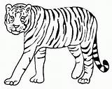 Tiger Drawing Coloring Pages Worksheet Guide sketch template