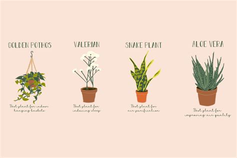 liana timoshenko the 10 best plants for your bedroom